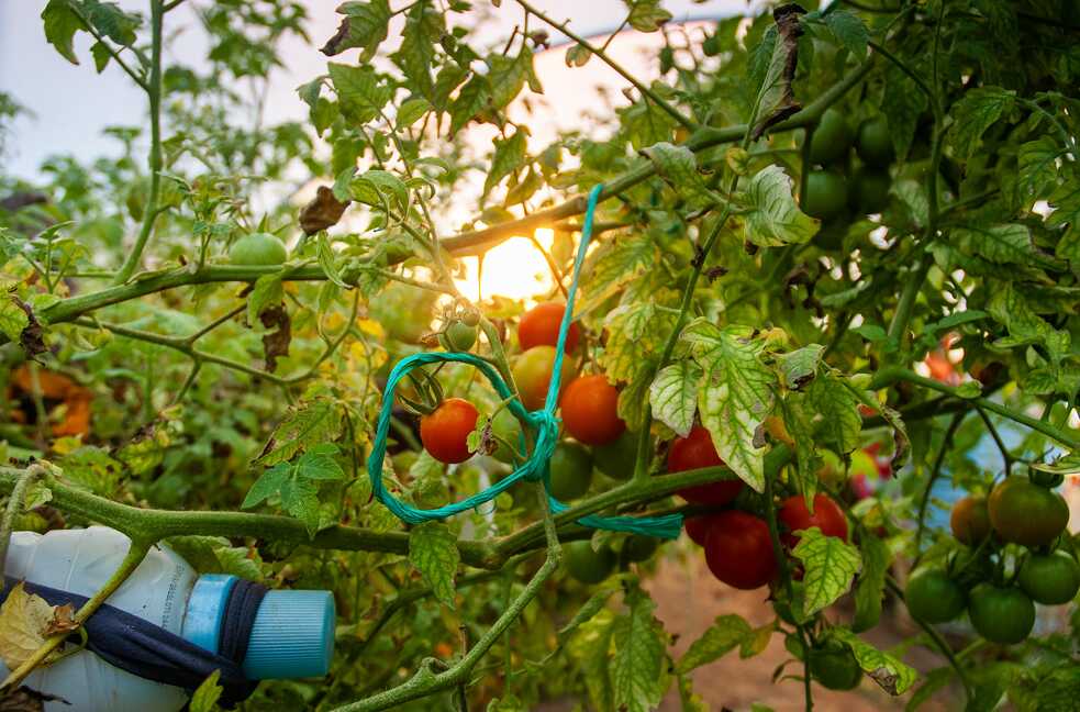 Arracimados, los jitomates maduran bajo el sol de Atenco.