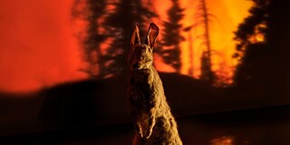 Animal Negro Tristeza