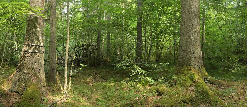 Lesní panorama