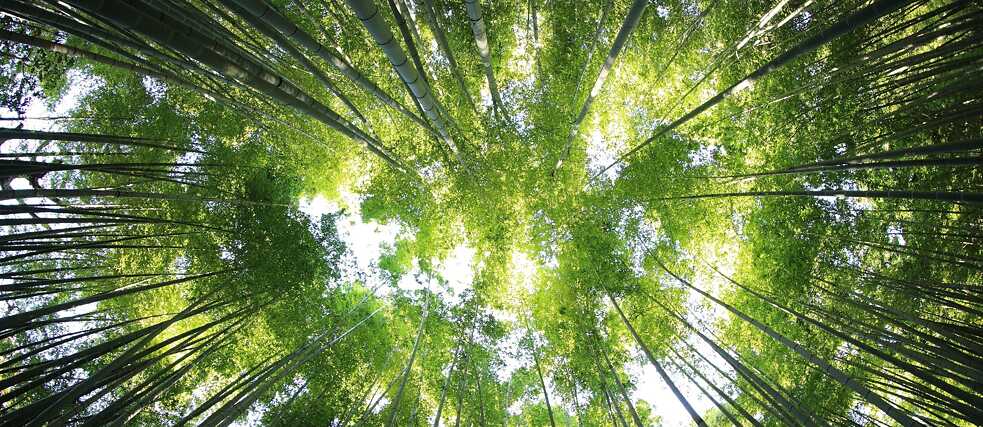 Wald