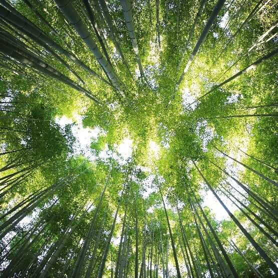 Wald