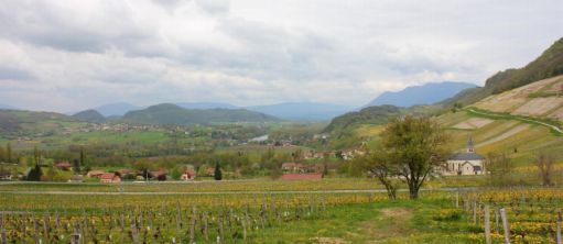 Vignes en Savoie, à proximité d‘Yenne