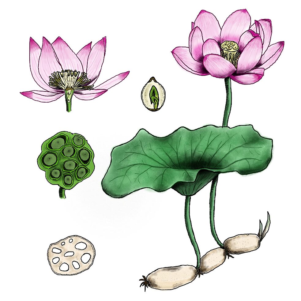 Botanische Zeichnung eines Lotus
