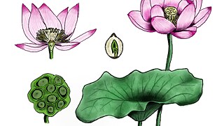 Botanische Zeichnung eines Lotus