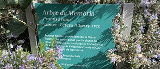 Wurzeln Der Freundschaft - Kirschbaum aus Niederösterreich © © Goethe-Institut Barcelona Wurzeln Der Freundschaft - Kirschbaum aus Niederösterreich
