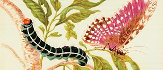 Maria Sibylla Merian - Metamorphose eines Schmetterlings (1705)