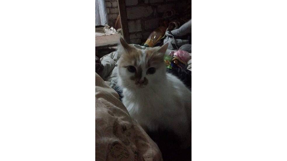 Kočka do sklepa později mohla nakonec taky.