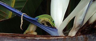 Gecko