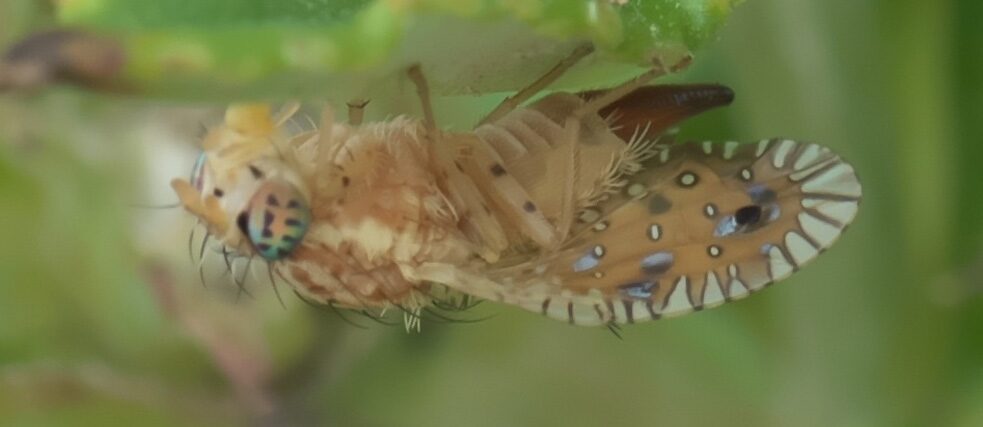 Foto: xpda - Own work (Auschnitt) |