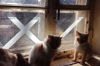 Katzen vor gesicherten Fenstern