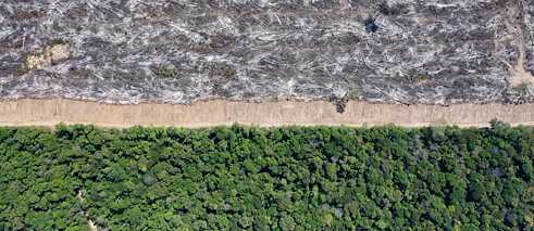 A border between green rainforest and burnt down trees