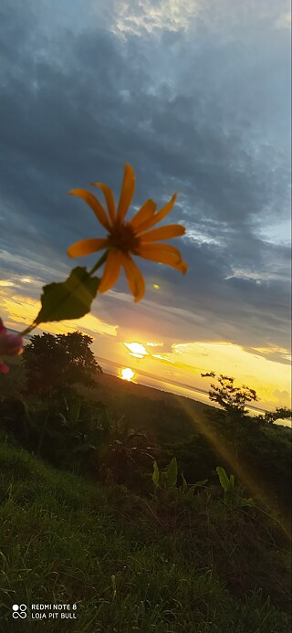 Fotografia de Dayane Pit Bull