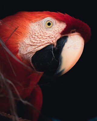 Fotografia de Daniel Lima