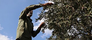 لقطة لمزارع فلسطيني يقطف الزيتون في كفر دان بمدينة جنين. 