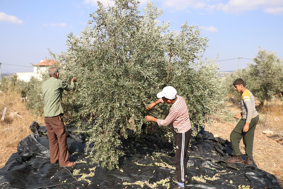 Eine palästinensische Familie bei der gemeinsamen Olivenernte im Dorf Kufr Dan in der Stadt Jenin