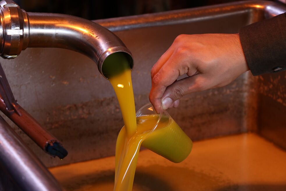 آخر مراحل إنتاج زيت الزيتون، زيت زيتون نظيف، ونقي، وطازج ومركَّز. 