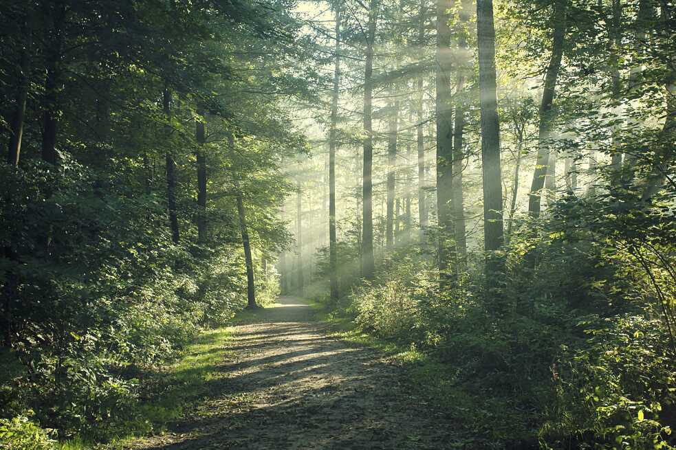 Waldgänger