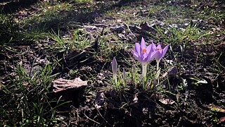 Eine Blume wächst aus der Erde im Frühling