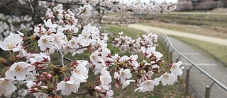 Kirschblüten am Fluss Kamogawa