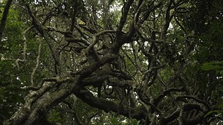 Shola Forest_If We Vanish &copy; © If We Vanish Shola Forest_If We Vanish