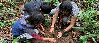 Groupe of four people planting seedlings