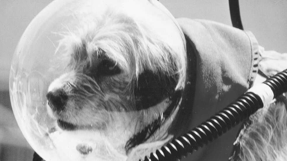 Benji the dog while filming “Benji Takes a Dive at Marineland” at Marineland of Florida