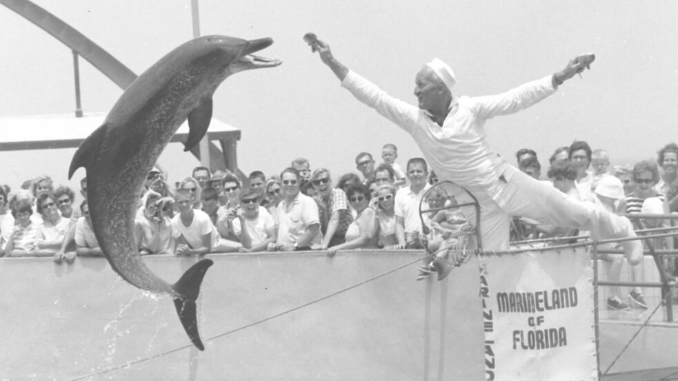 An early dolphin show at Marineland of Florida