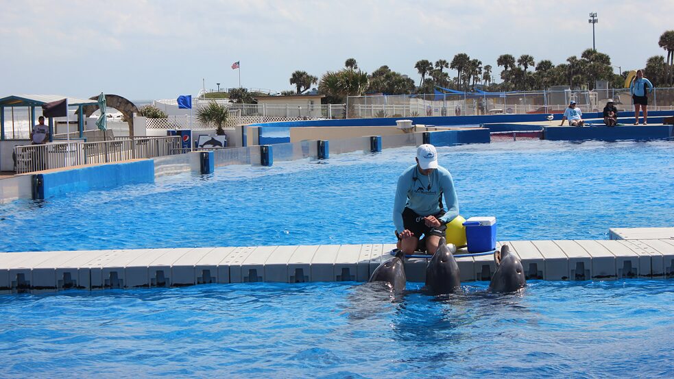 A trainer working with dolphins at Marineland of Florida in 2022