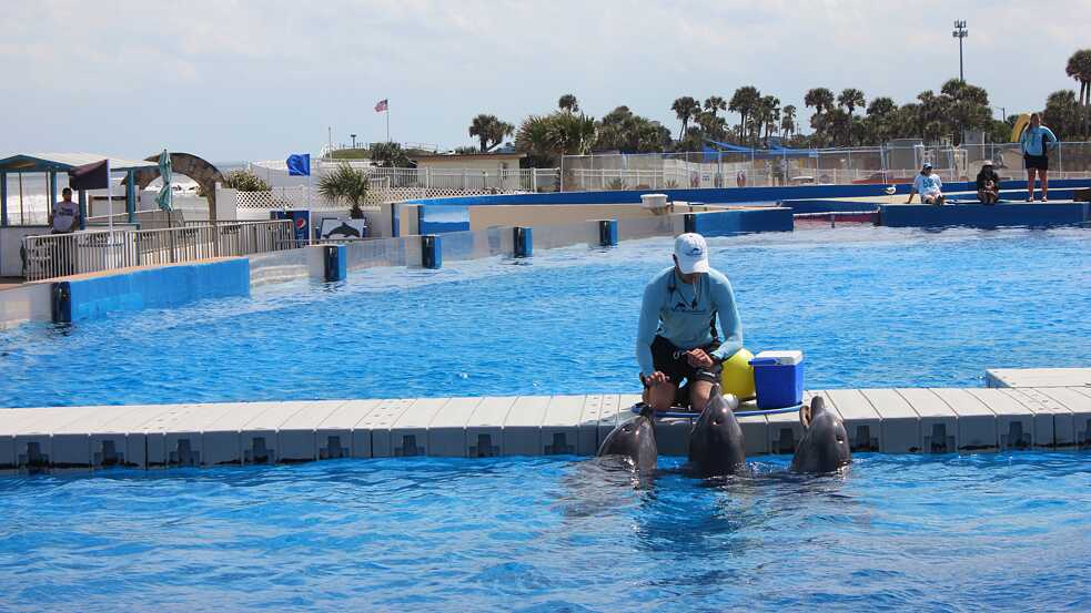 A trainer working with dolphins at Marineland of Florida in 2022