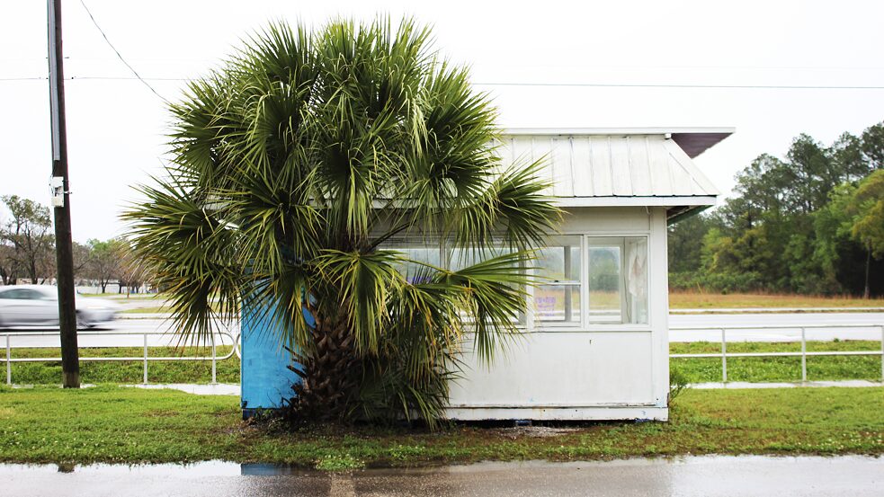 An abandoned hut and a palm tree on U.S. 301