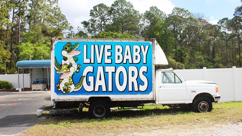 A truck reading “live baby gators”