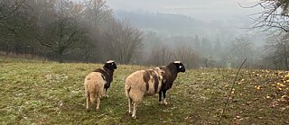Zwei Schafe blicken aufs Remstal 