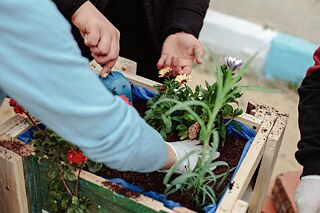 Les mains des élèves plantent un pot de fleurs fait de palettes.