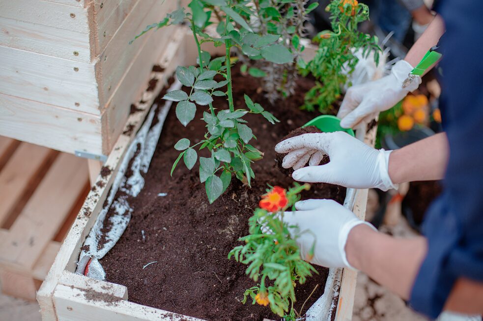 Des mains des élèves qui plantent un pot de fleurs fait de palettes.