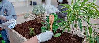 Parterre surélevé planté