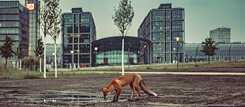 Fox in the city