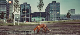 Fuchs in der Stadt