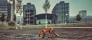 Fuchs in der Stadt © © Adobe Stock Fuchs in der Stadt