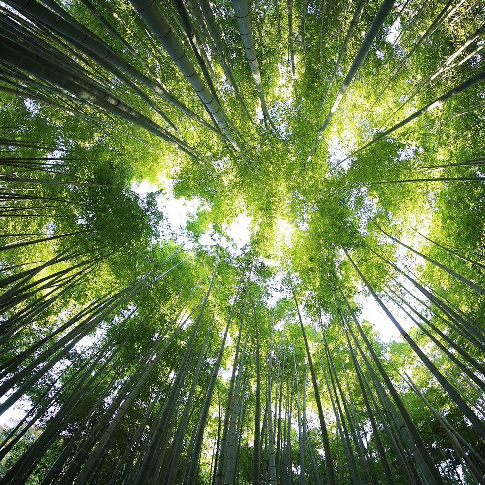 12 ieteikumi ilgtspējīgākai rīcībai ikdienā