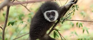a Gibbon in the tree