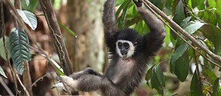 A Gibbon climbing in a tree