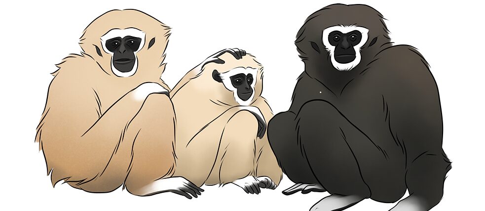 drei unterschiedlich große Gibbons sitzen nebeneinander