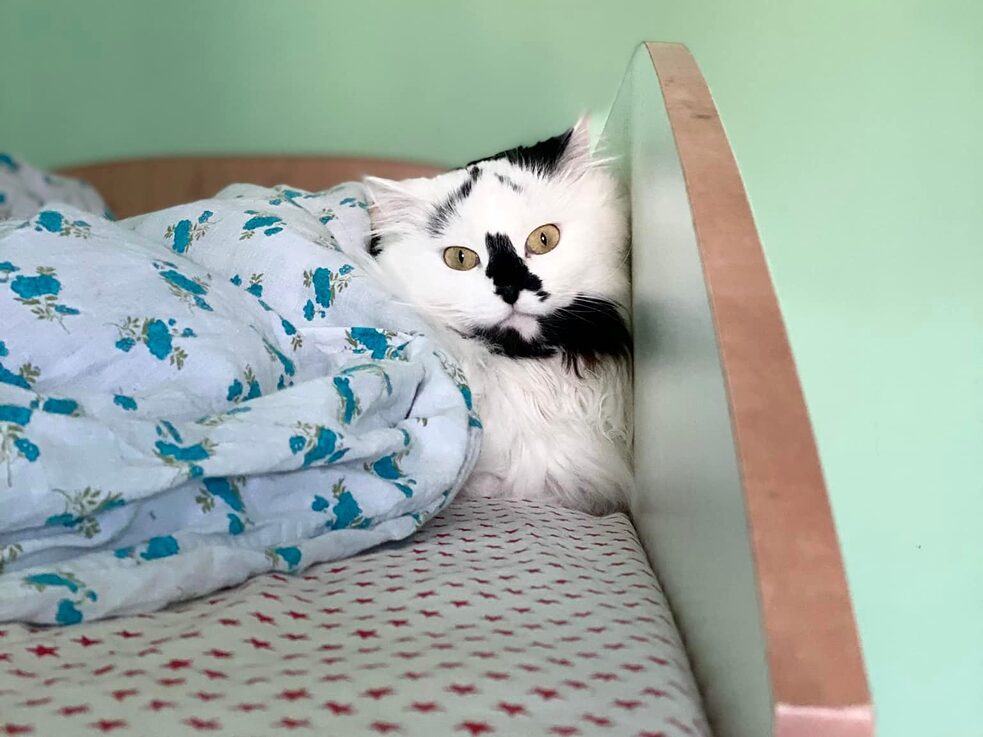 Kaķis Asja kopš aizbēgšanas no Kijevas vislabprātāk slēpjas gultā zem segas.