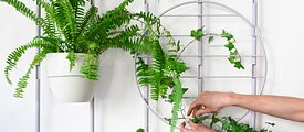 ‘IO’ - modular wall plant holder 