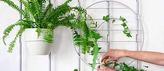 ‘IO’ - modular wall plant holder  © Plantisimus  ‘IO’ - modular wall plant holder