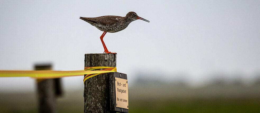 Redshank standing on a post at the Wadden Sea