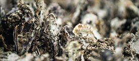 Close-up of oyster bed