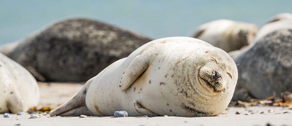 Harbor seal sunning at the Wadden Sea