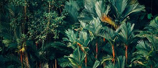 Close up of lush, green jungle with palm fronds.
