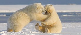 Two young polar bears playing together in the snow.